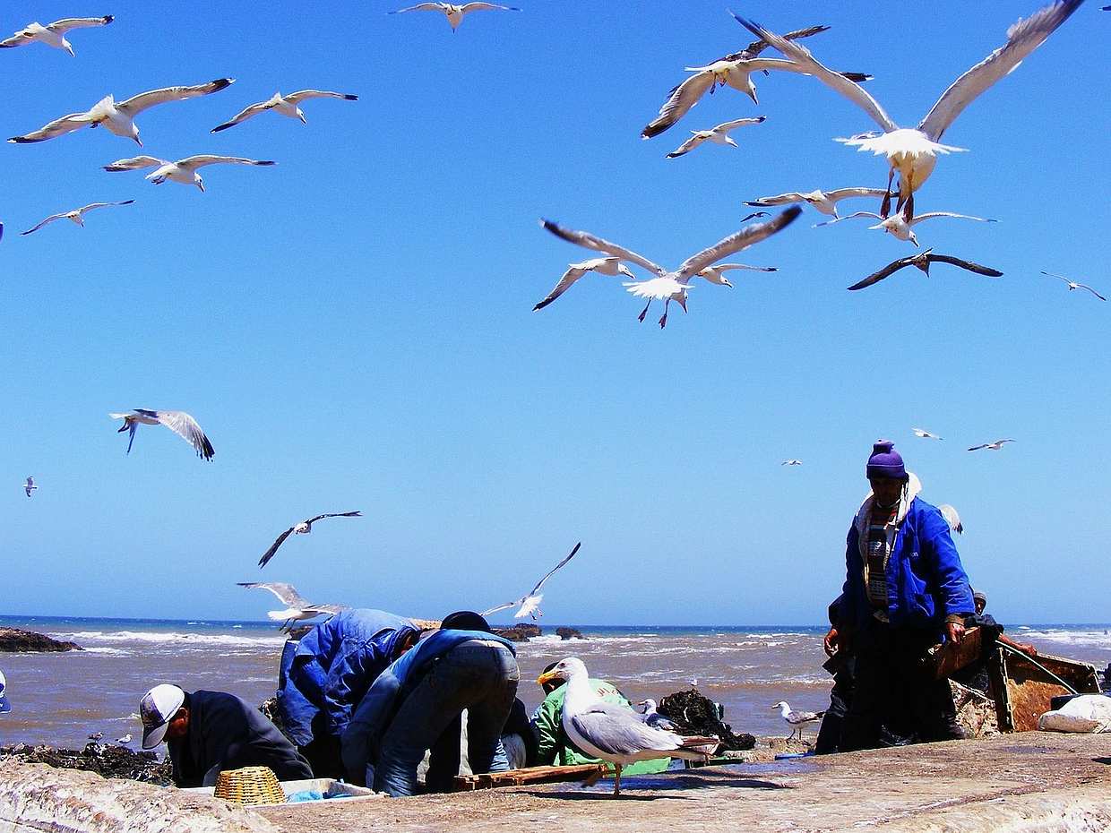 Essaouira: Fas Turunda Özel Günlük Gezi
, photo 2