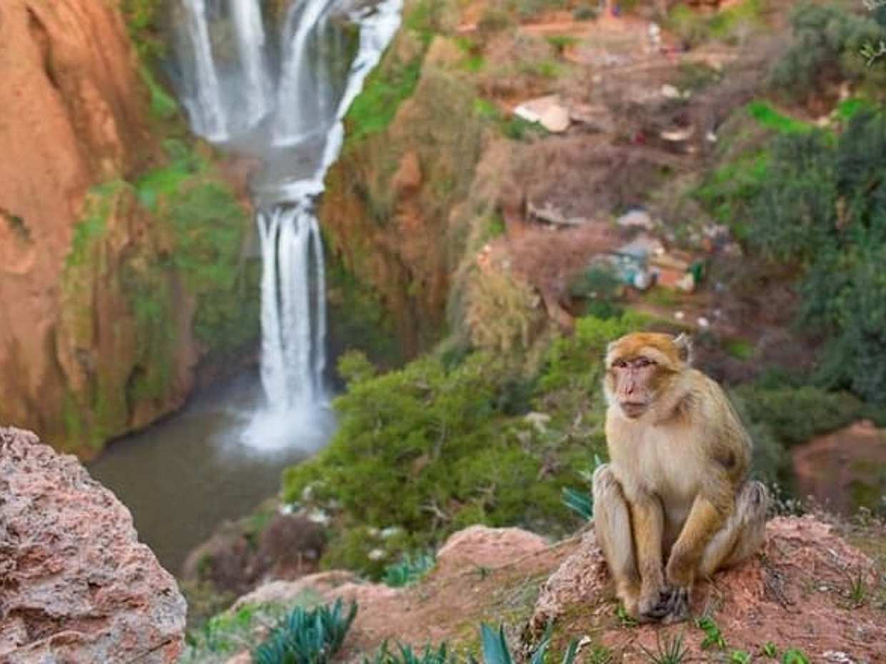 Ouzoud Waterfalls Shared Day Trip from Marrakech, photo 5