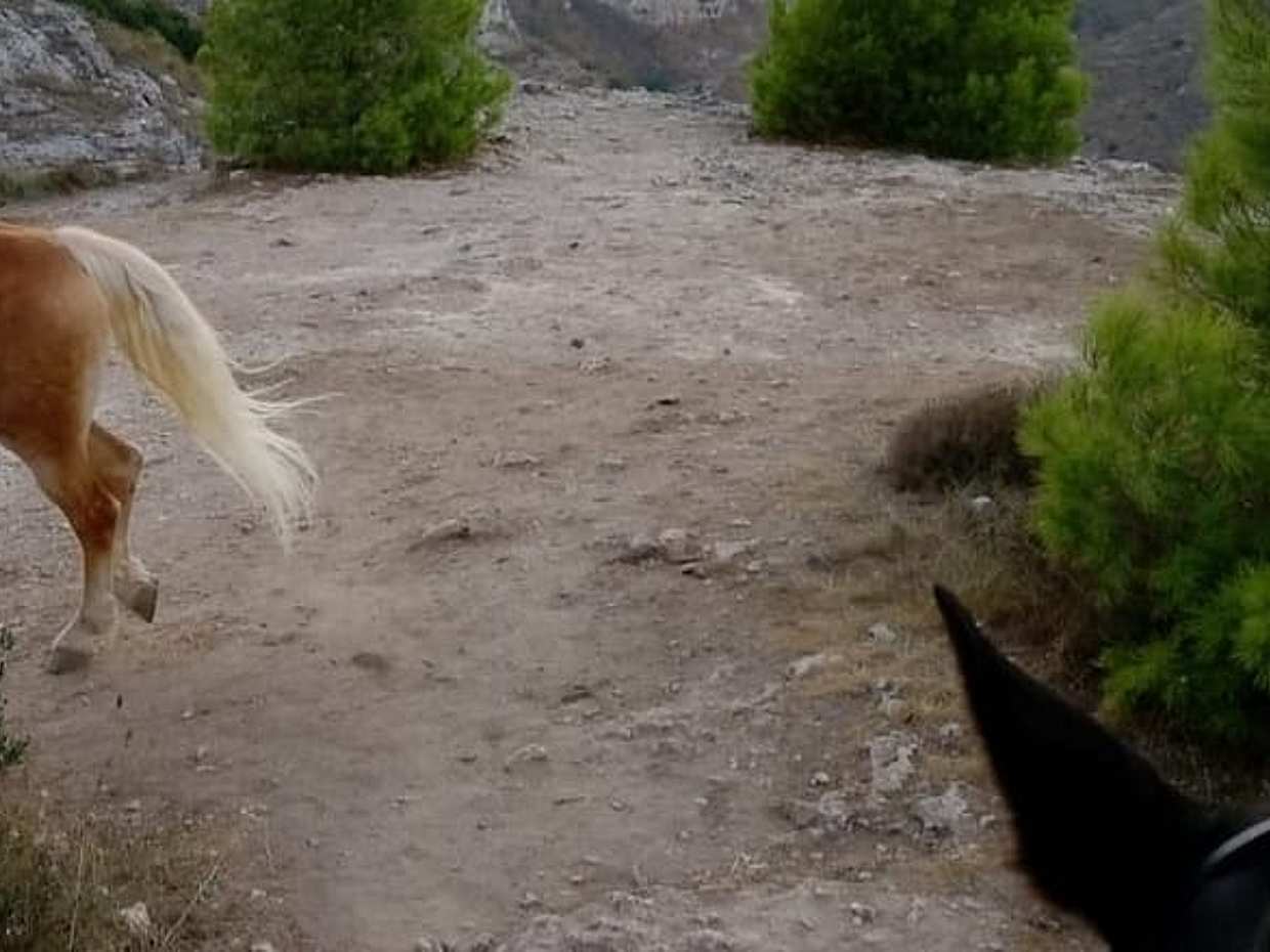 Murgia Park: Horse riding tour, photo 5