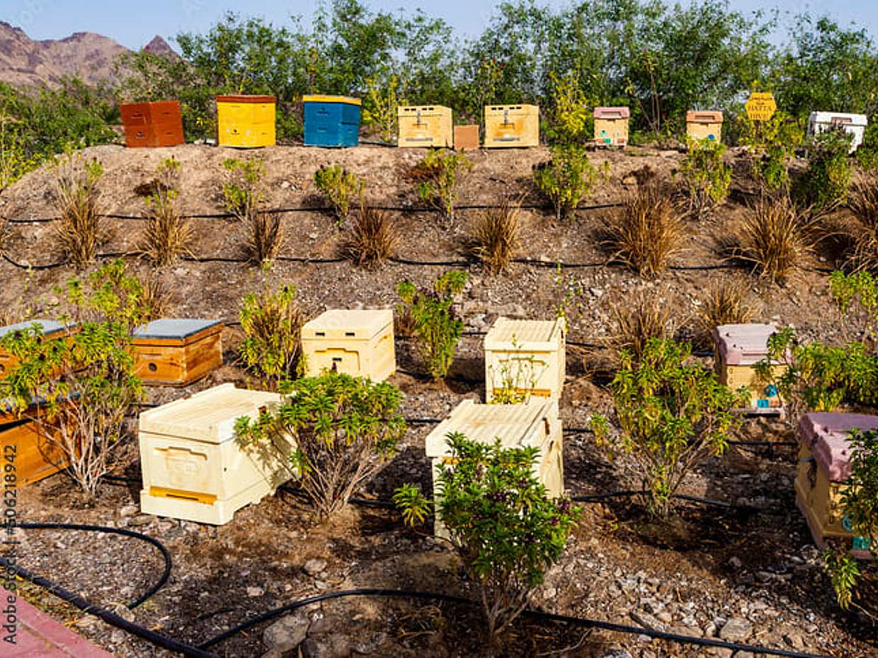 Ranní pouštní safari s návštěvou Honey Bee Garden ve Spojených arabských emirátech, Dubaji., photo 4