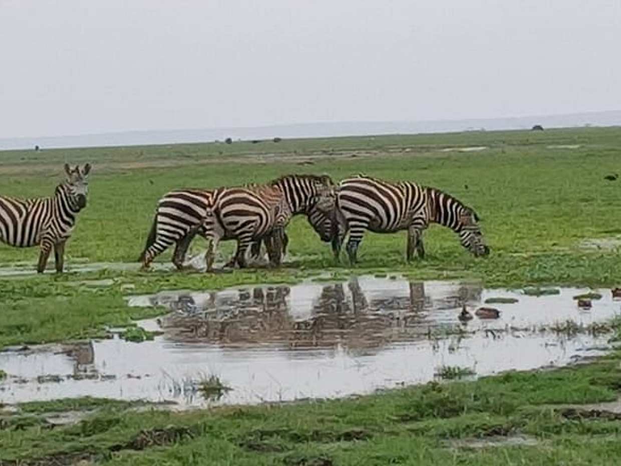 Nairobi National Park Guided Half Day Tour in Kenya, photo 4