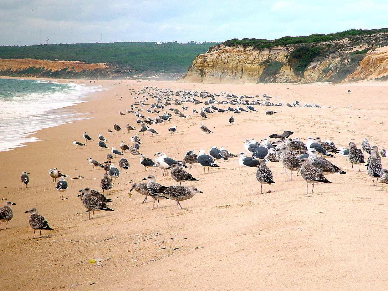 Lunch Time in Meco Beach in Lisbon, Portugal