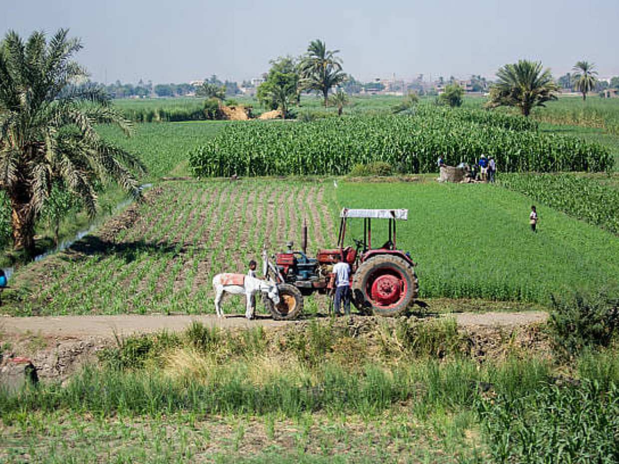 Half-Day Egypt Country Side Farm Tour with Pick Up, photo 5