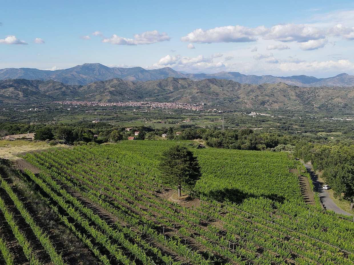 Sicily Wine Tasting Tour in Linguaglossa, Italy