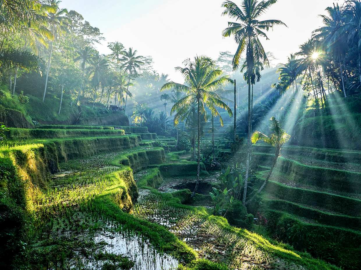 Complete Best of Bali Tour