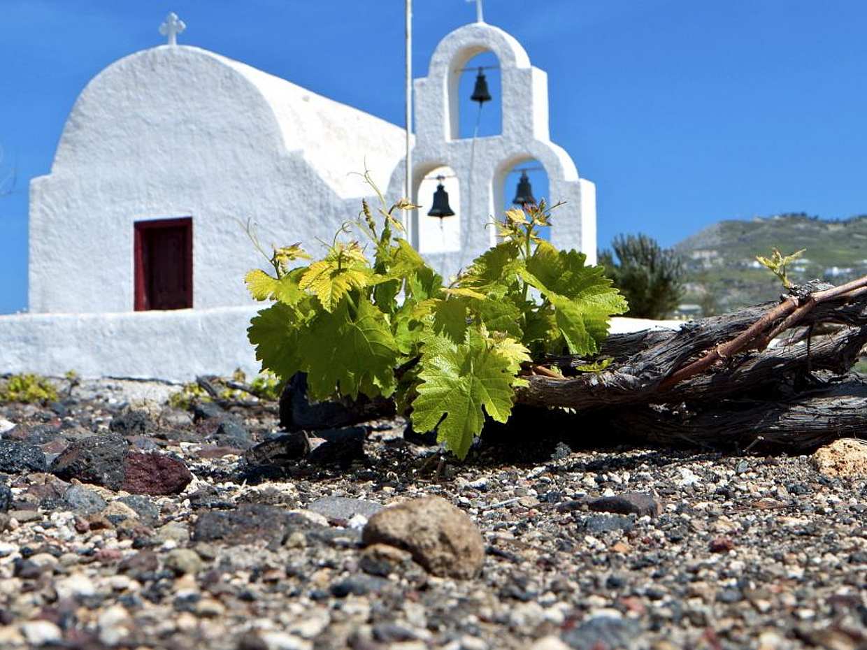 Santorini Wine Tour, photo 3