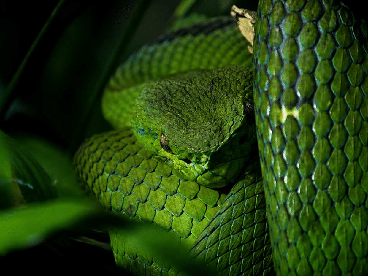 Monteverde Wildlife Night Tour with Steven, photo 2