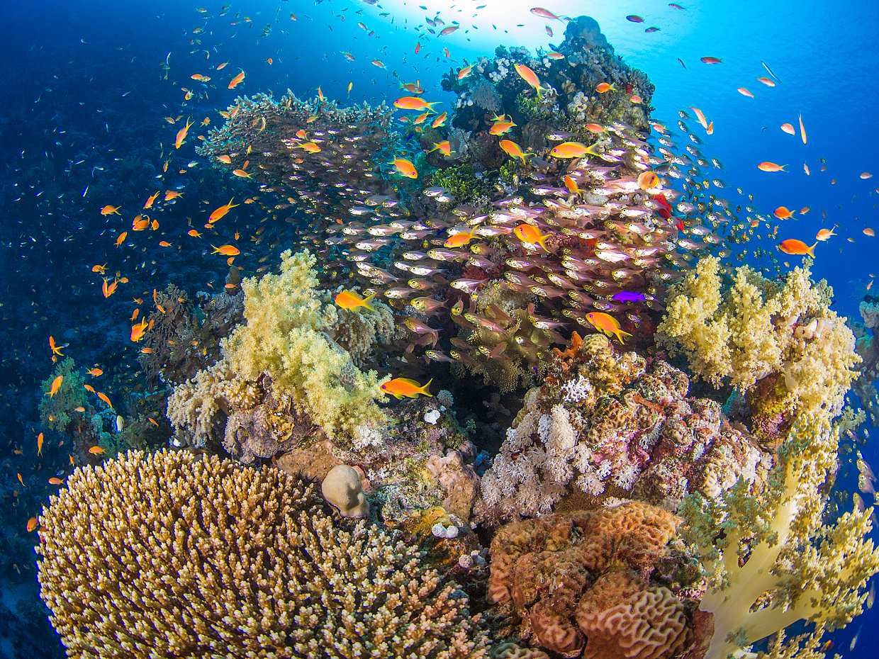 Snorkeling Tour to Ras Mohamed and White Island by Boat in Egypt, Sharm El-Sheikh, photo 3