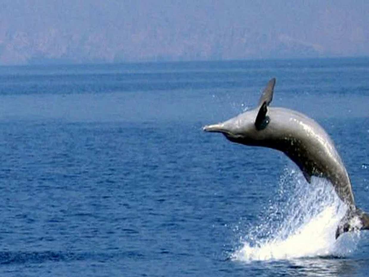 Musandam Khasab Ganztägige Dhau-Bootsfahrt ab Dubai in den Vereinigten Arabischen Emiraten, photo 3