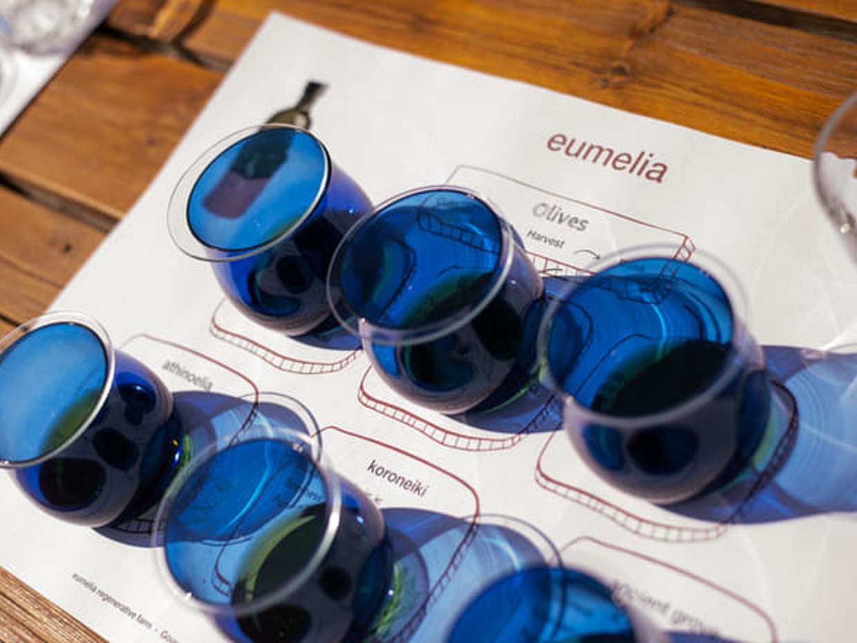 Olive Oil Tasting: Secrets from ancient olive groves