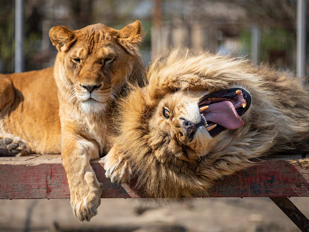 Zoo Visit with Tickets in Dubai, United Arab Emirates, photo 2