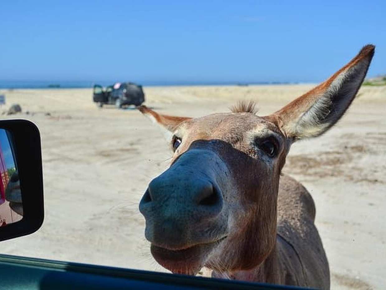 Private Cabo Pulmo Jeep Tour and snorkel, photo 5
