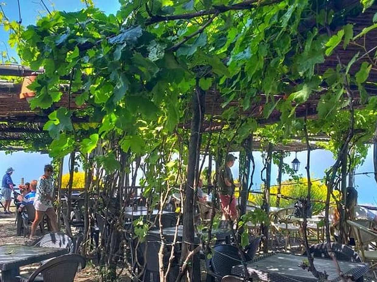 Wine Experience at a Vineyard on the slopes ofVesuvius, photo 3