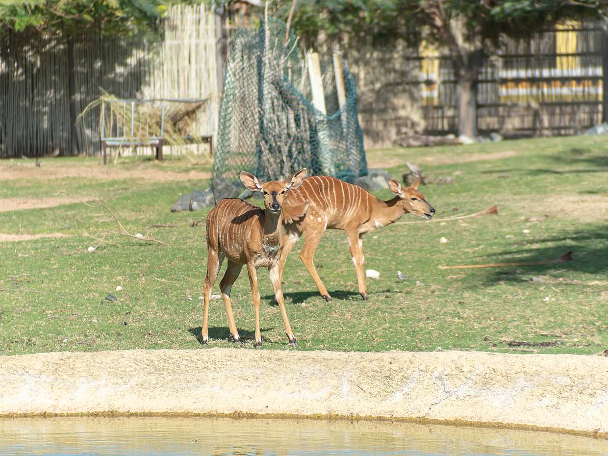 Wycieczka po Safari Parku z Biletami w Zjednoczonych Emiratach Arabskich, Dubai Safari Park.
, photo 3
