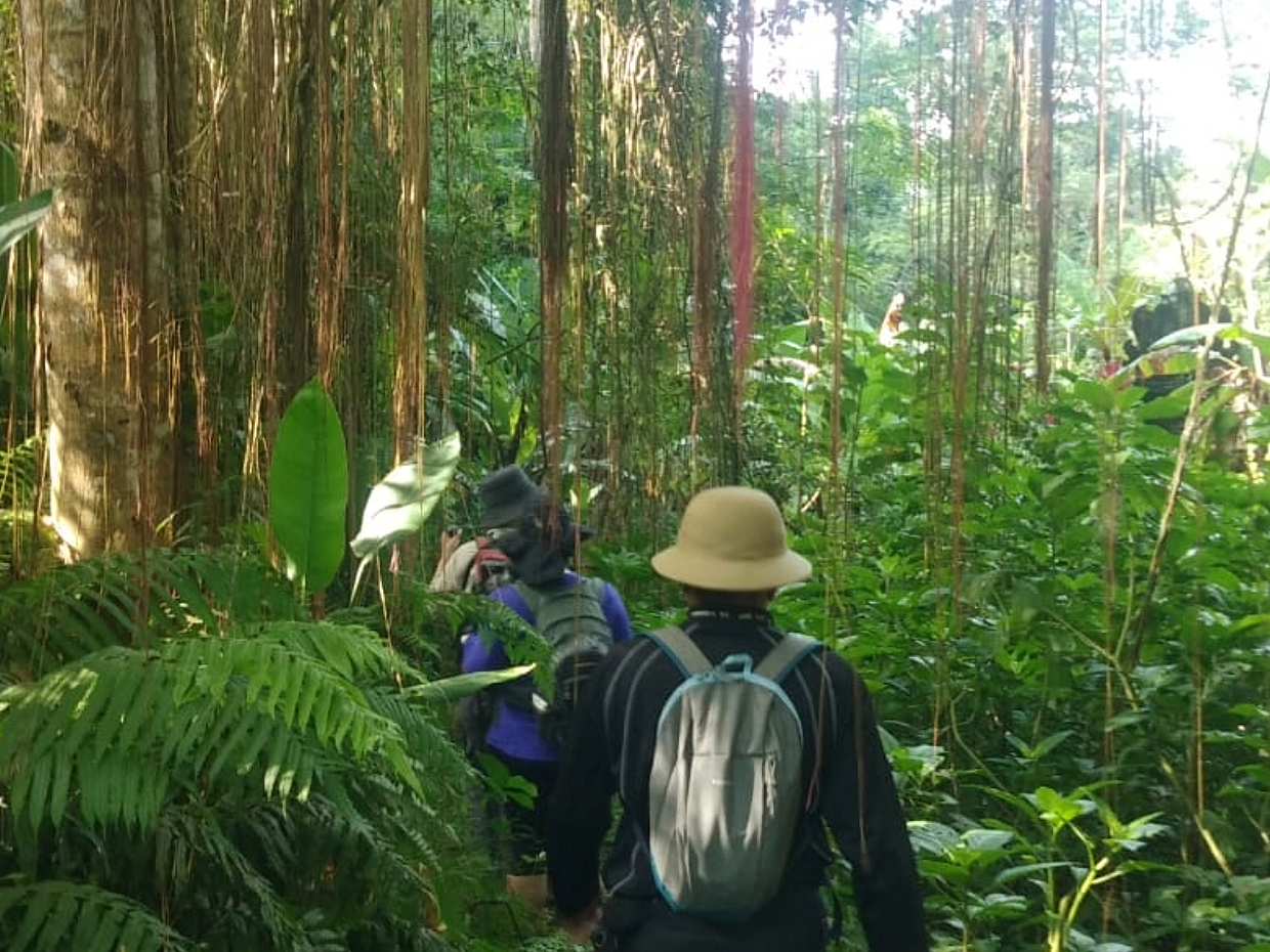 Bali Undisan Village, Posvátný les a trekking k vodopádům v Indonésii
, photo 4