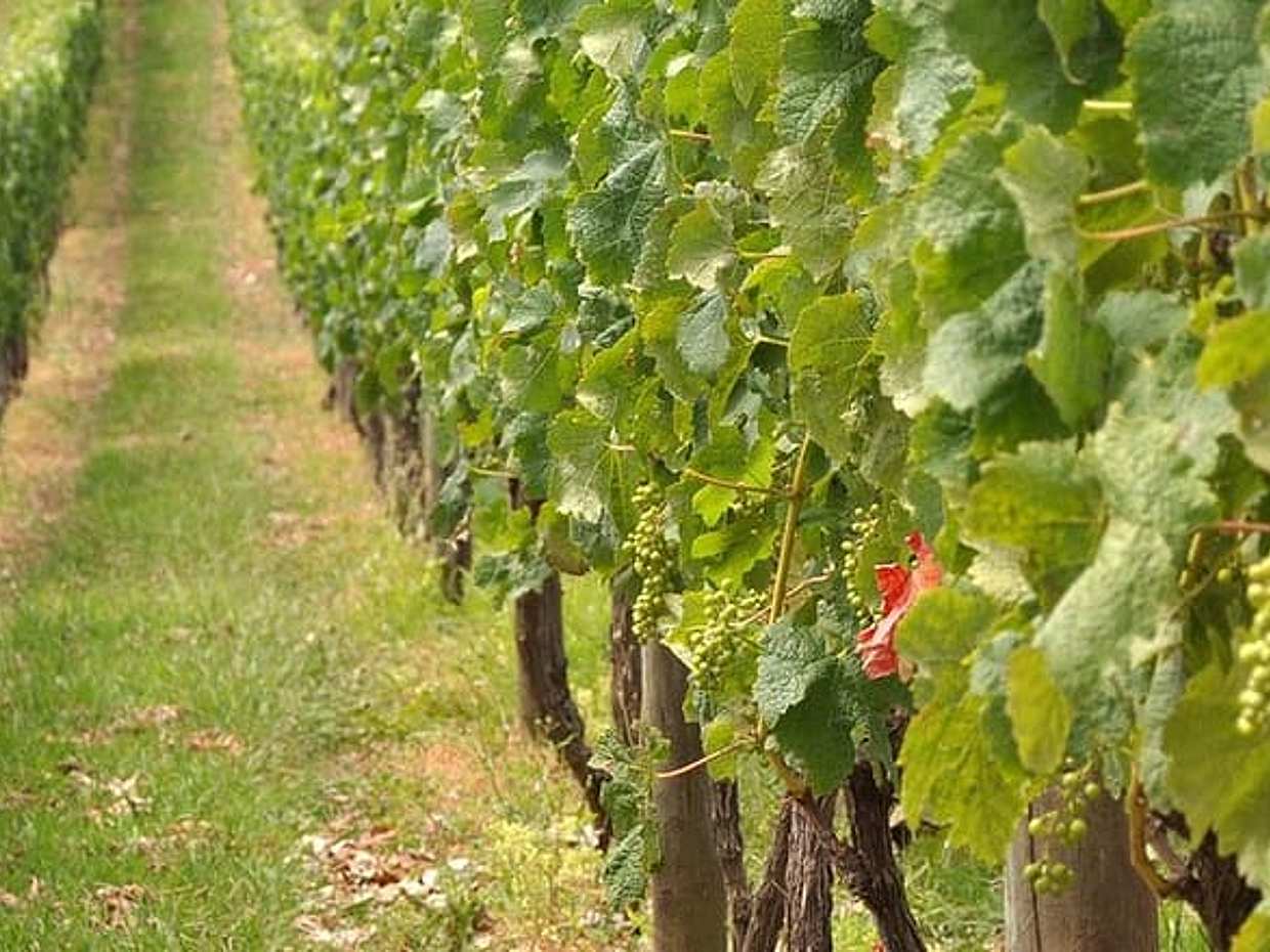 Full Day Small Group Pompeii Tour from Sorrento with Local Wine Tasting, photo 4