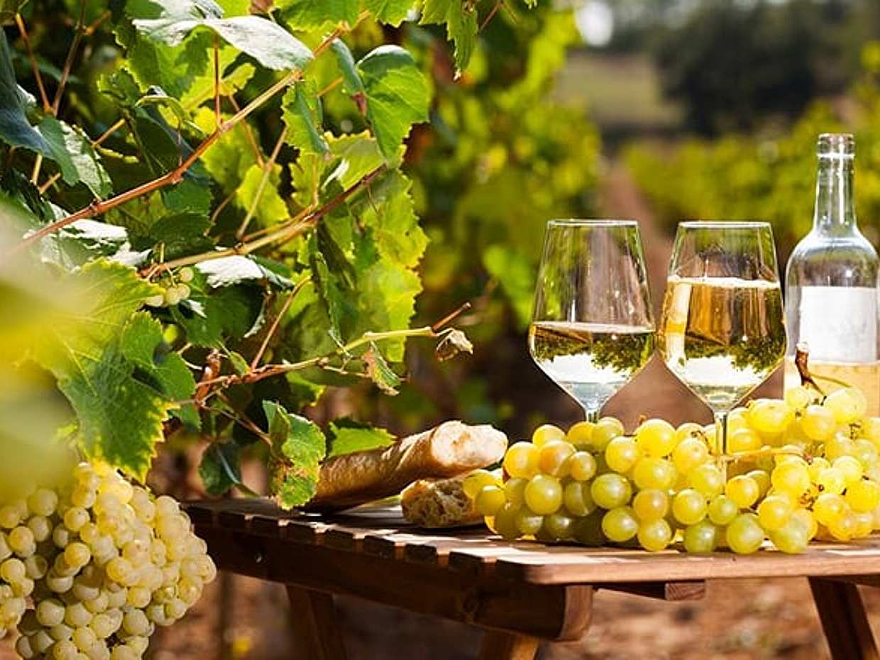 Provencal Market and Wine Tasting Full Day Shared Tour from Nice