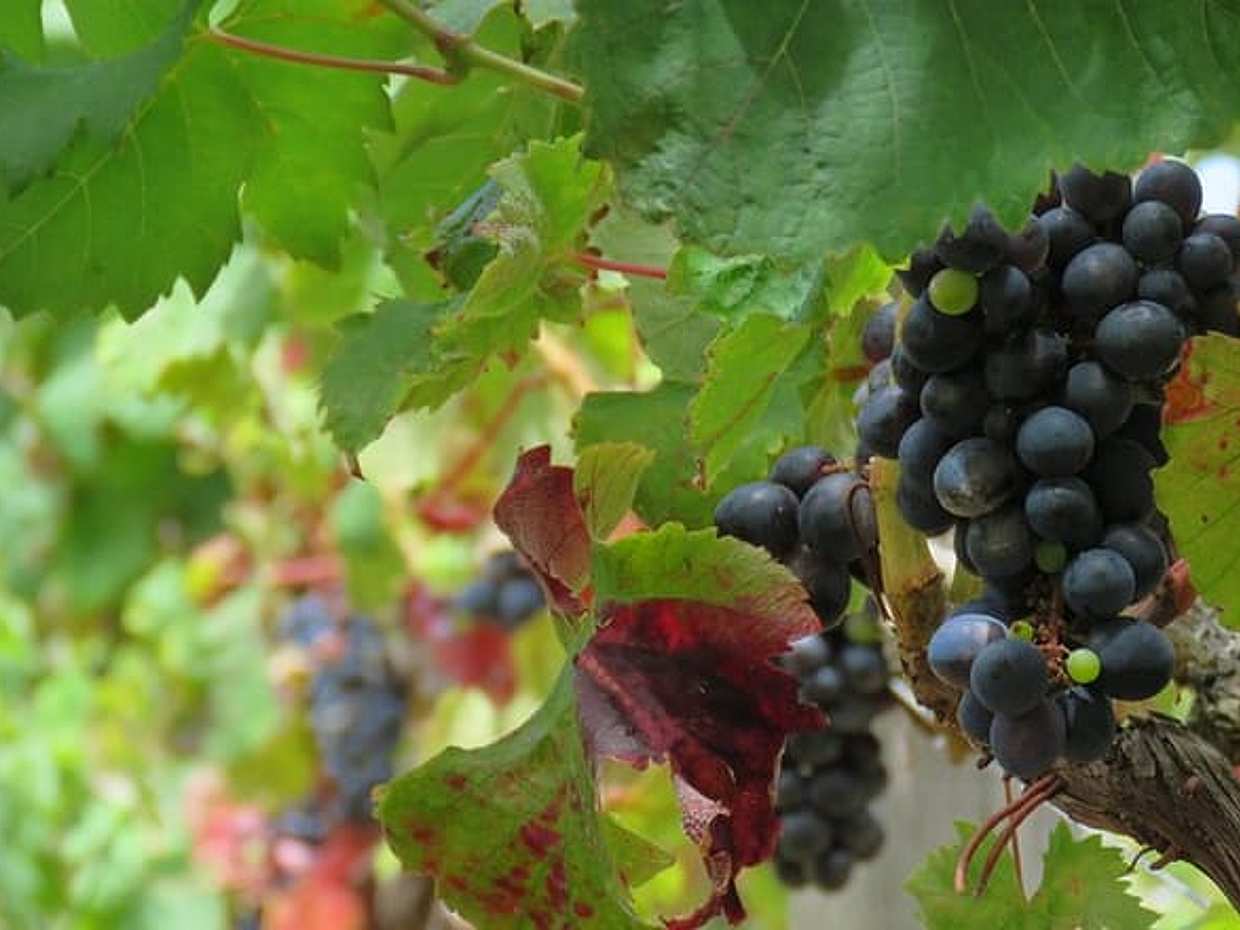 Vineyard Escapade and skywalk, a Wine Tour 4x4 Adventure