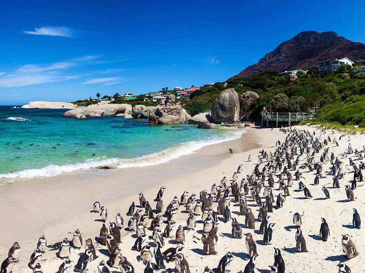 Table Mountain, Cape of Good Hope & Penguins in South Africa