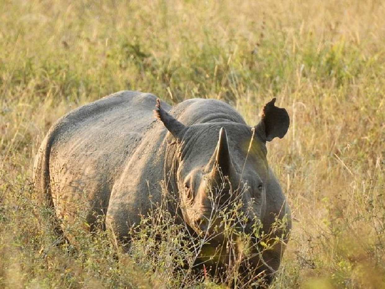 3-dniowe prywatne safari do Tarangire, nad jezioro Eyasi i do krateru Ngorongoro z Aruszy w Tanzanii.
, photo 5