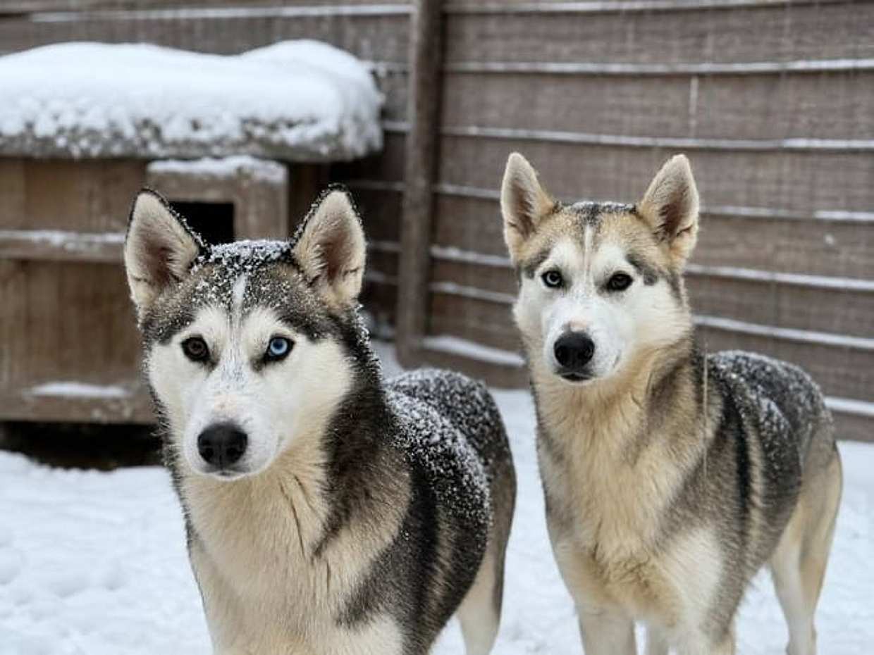 Husky Safari 5-6 km Self-Drive in a Hidden Forest Kennel, Levi, photo 5