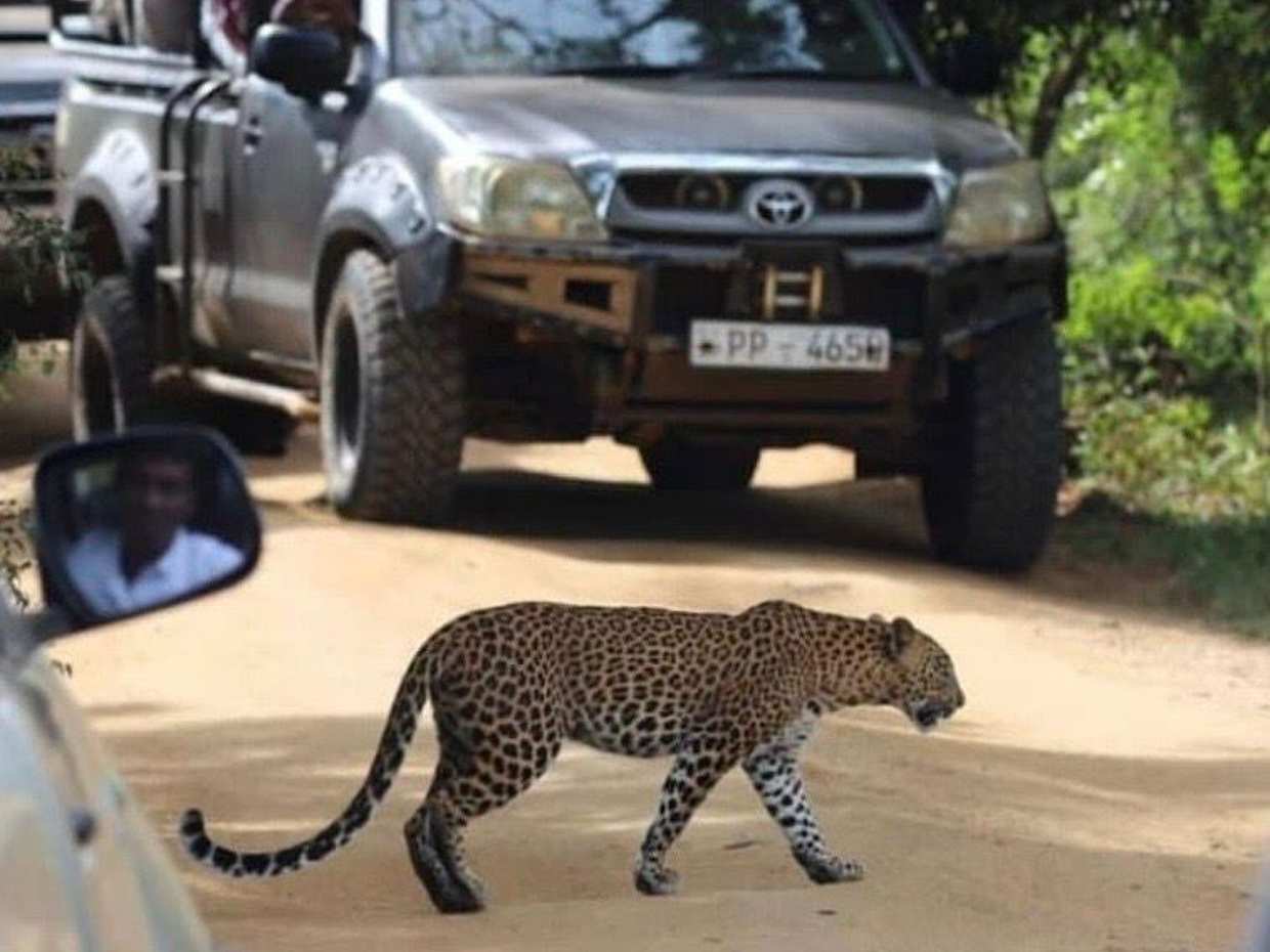 Sri Lanka Yala Wildlife Safari Tour Packages, photo 5