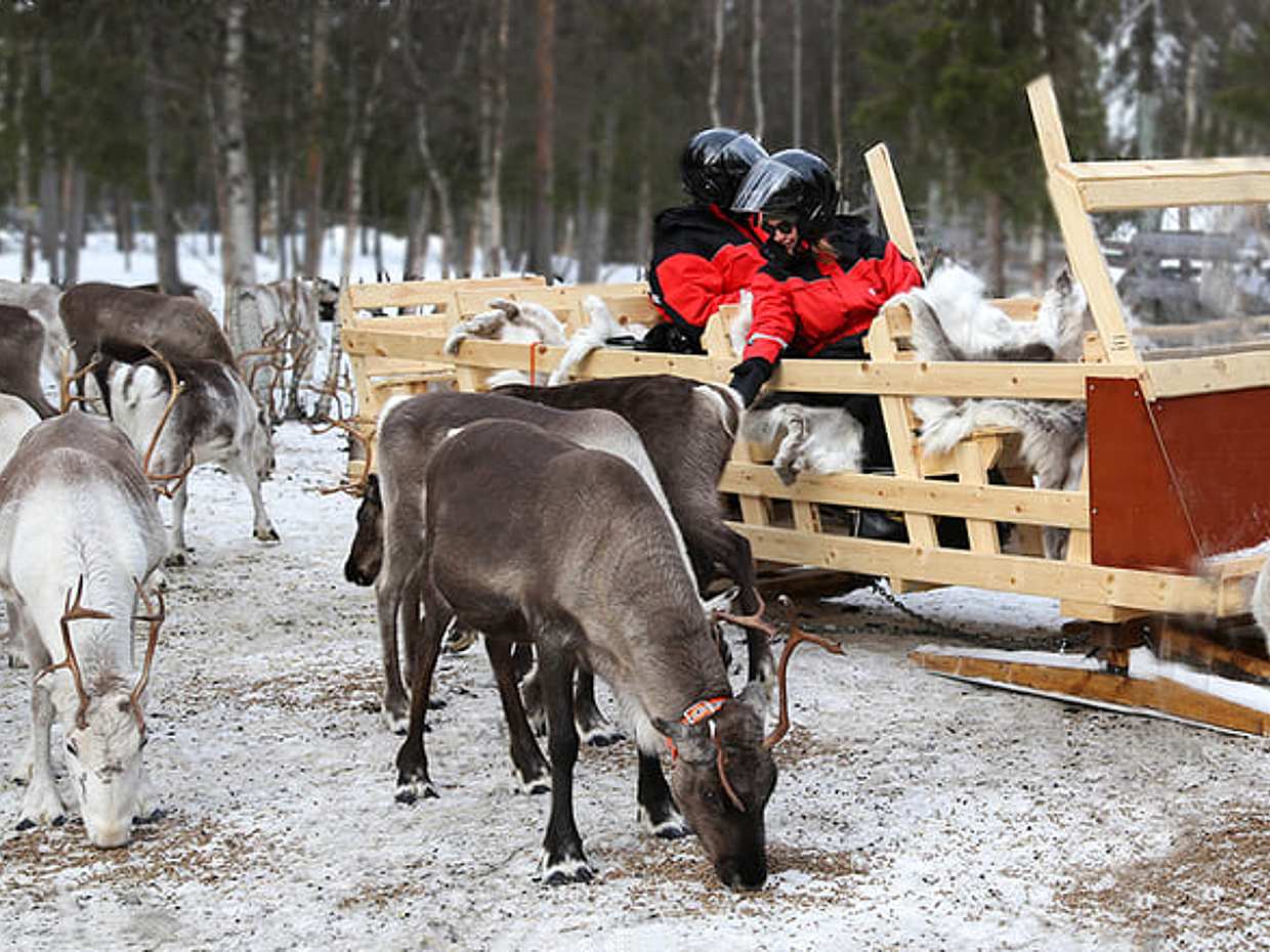 Meet the Reindeer like a local with a snowmobile sled, Levi, photo 4