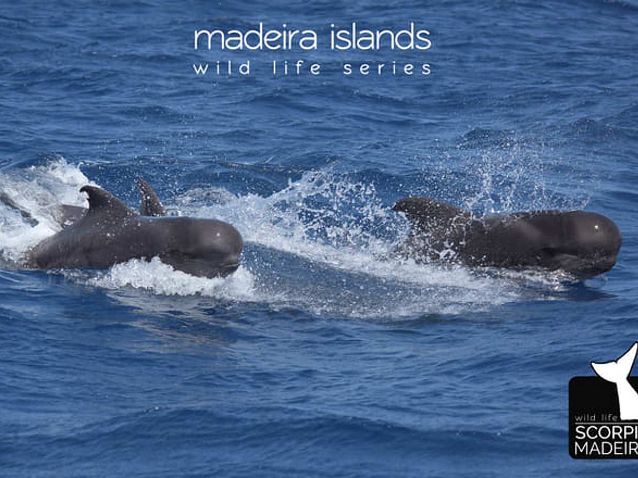 EXCELLENT ADVENTURE BETWEEN LAND AND SEA, photo 5