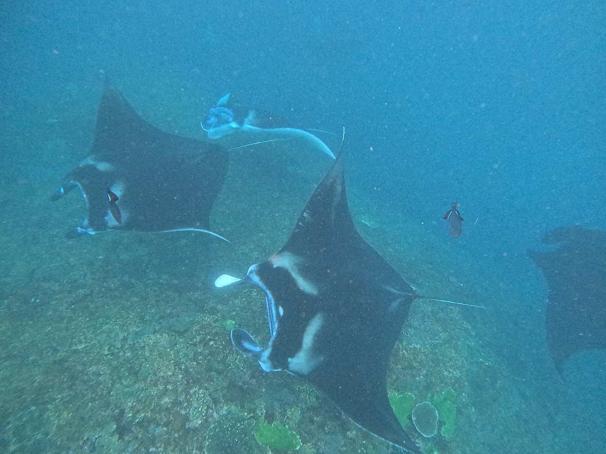 Vanuit Bali: dagtrip met lunch en Manta Bay snorkelen in Nusa Penida, Indonesië, Nusa Penida-eiland.
