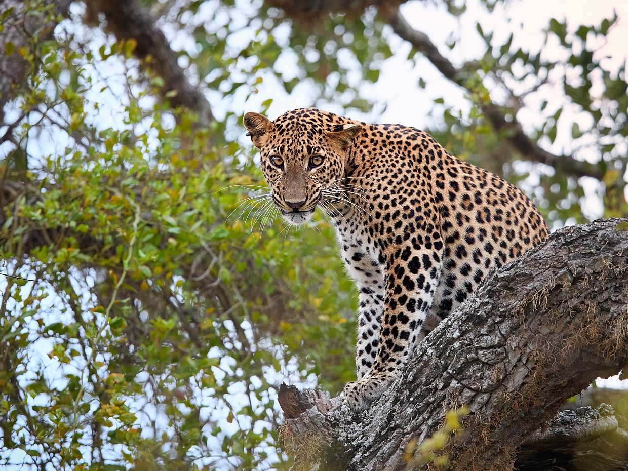 Romantic Overnight Private Yala Safari with Luxury Tented Camping, Sri Lanka, photo 4