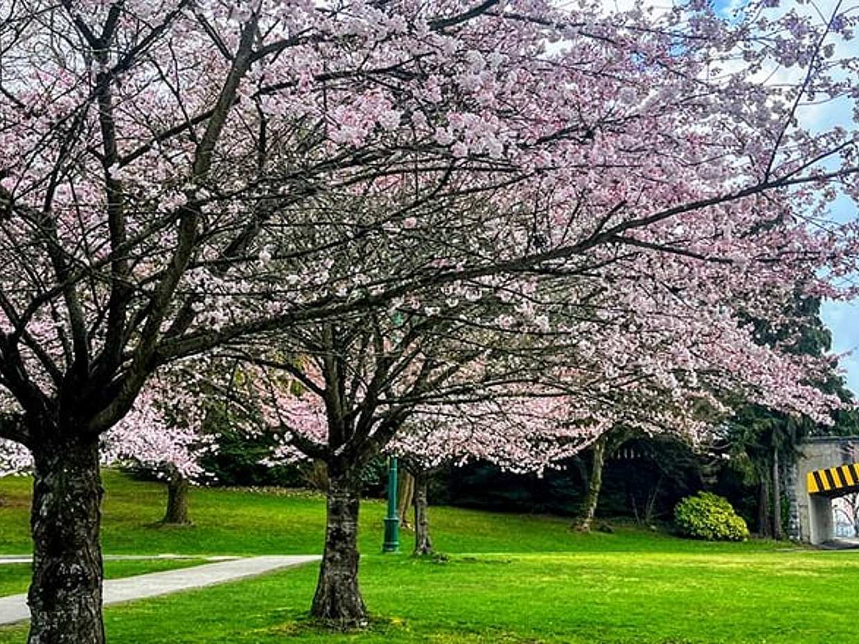 Vancouver City Tour with Cherry Blossom Festival Private, photo 5