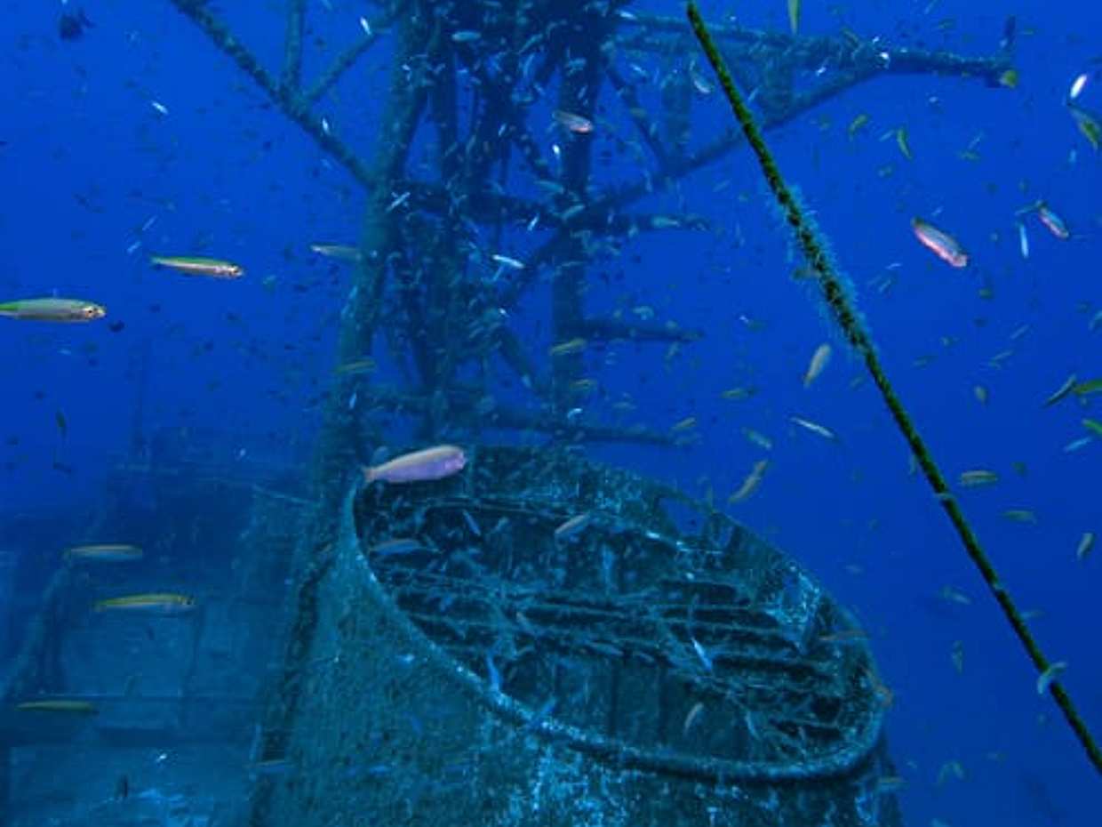"PECIO CORVETA AFONSO CERQUEIRA - Inmersión única en Portugal, Funchal", photo 5