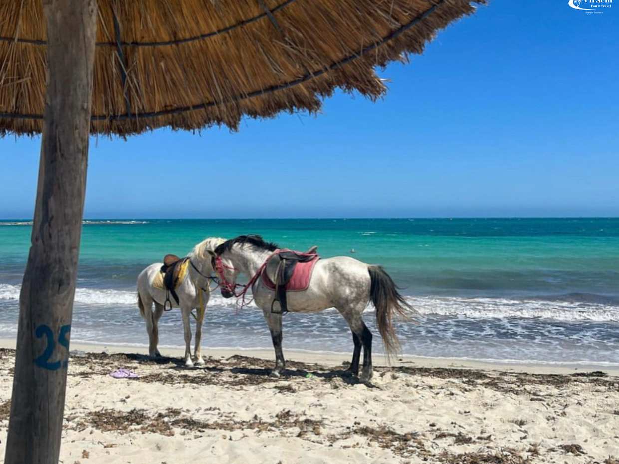 Explore Djerba at the Gentle Pace of a Camel Ride in Tunisia, Djerba Midun, photo 5