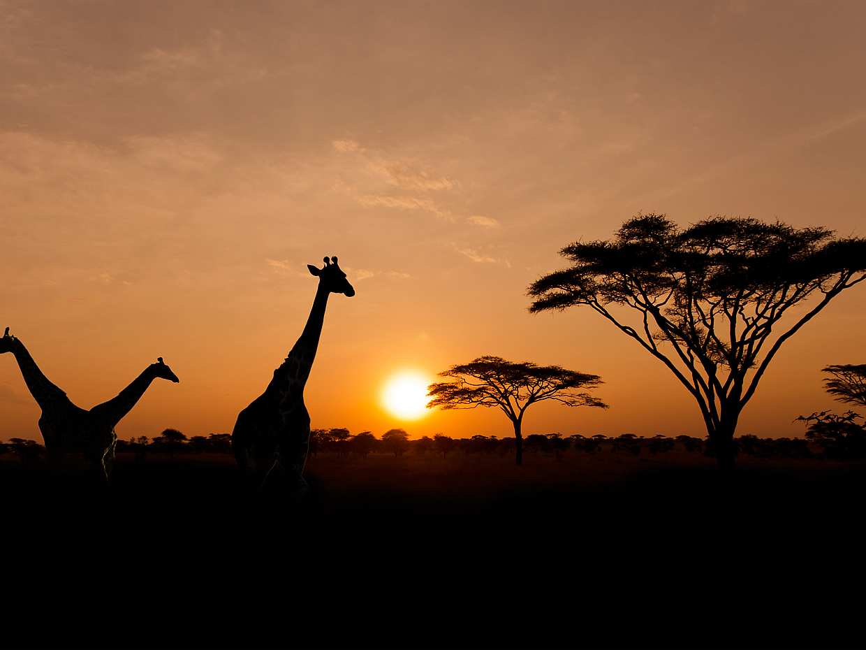 Sunset Safari at Aquila Game Reserve in South Africa, Aquila Private Game Reserve