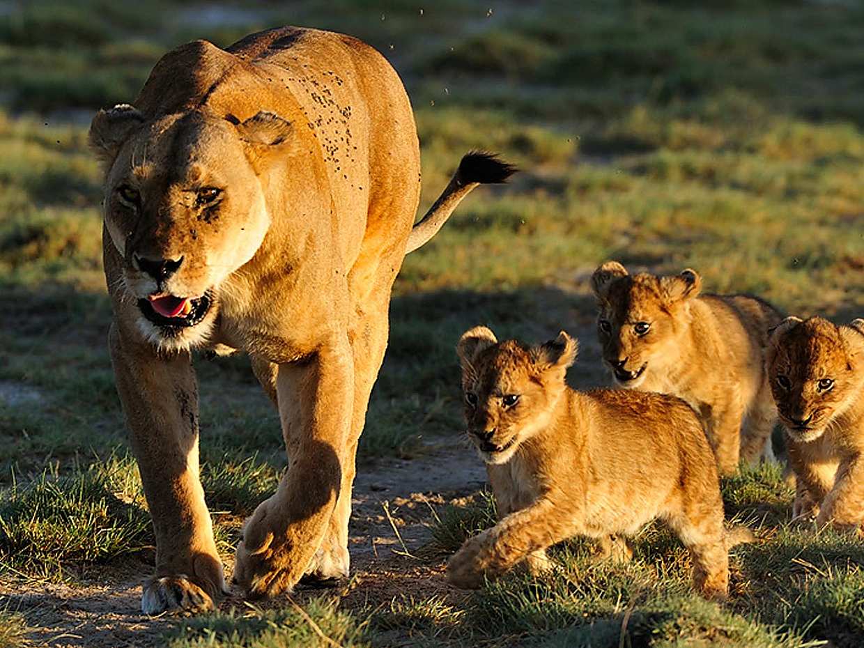 Full-day Ngorongoro Crater Tour from Arusha in Tanzania, photo 5