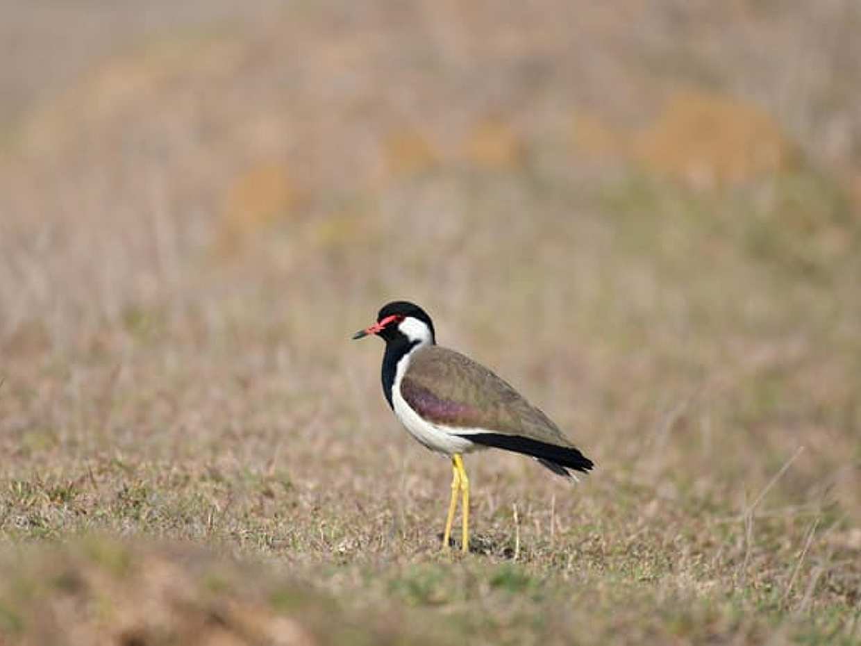 4-Day Wild Mewar & Jawai Leopard Safari Tour, photo 4