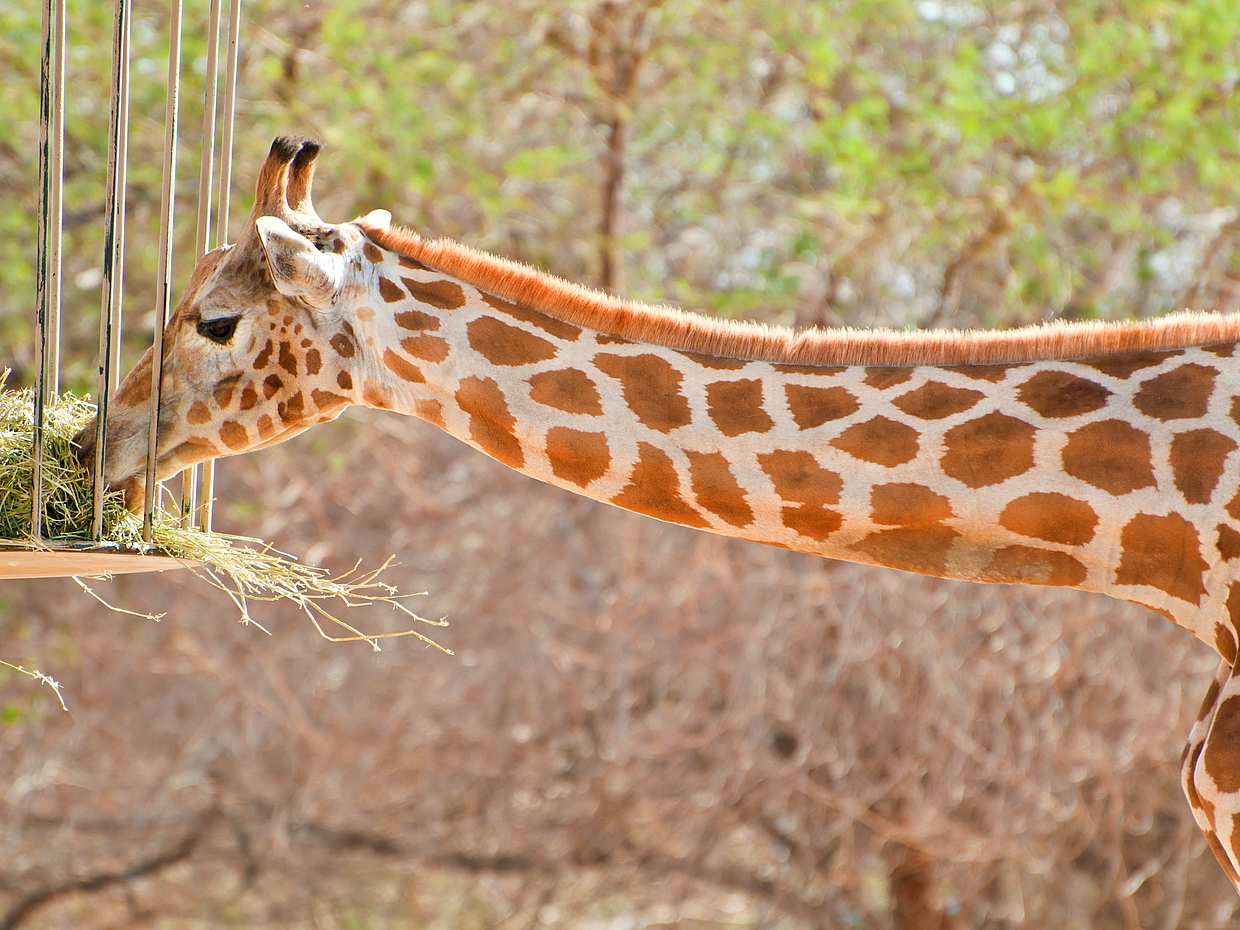 Wycieczka po Safari Parku z Biletami w Zjednoczonych Emiratach Arabskich, Dubai Safari Park.
, photo 2