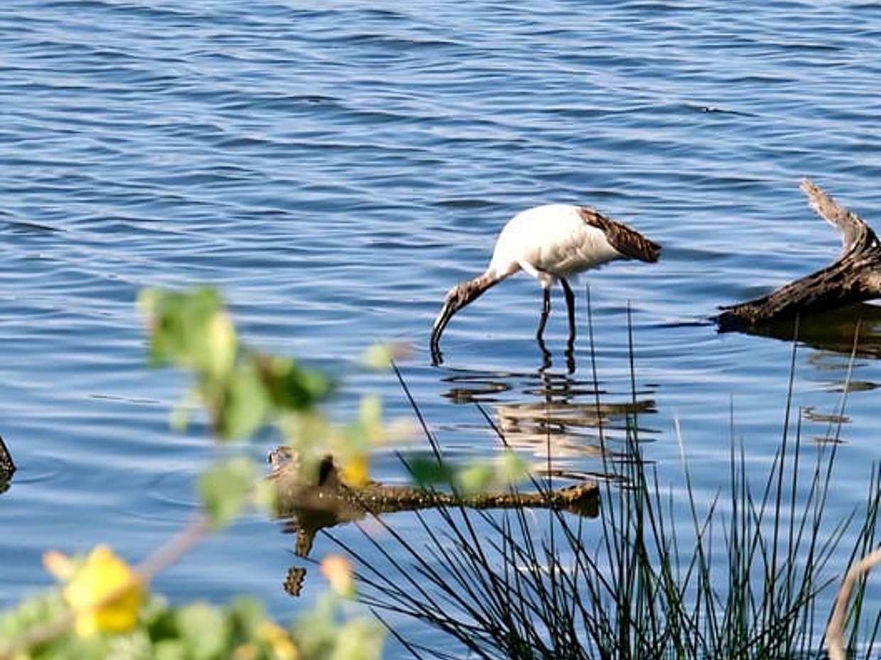Arusha: Lake Duluti Canoeing | Bird Watching | Nature Walk Day Tour in Tanzania, photo 3