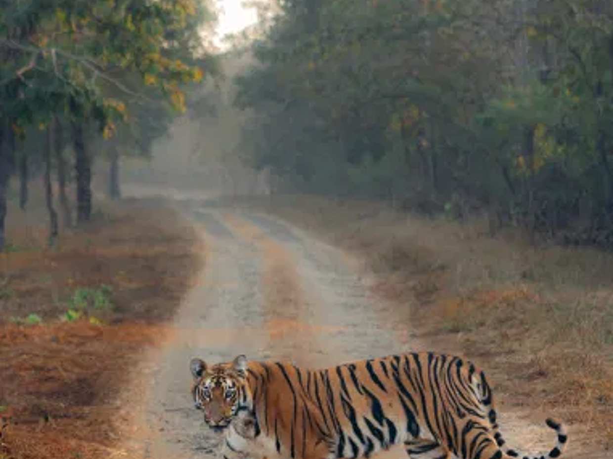 4-Day Private Jaipur & Ranthambore Wildlife Tour