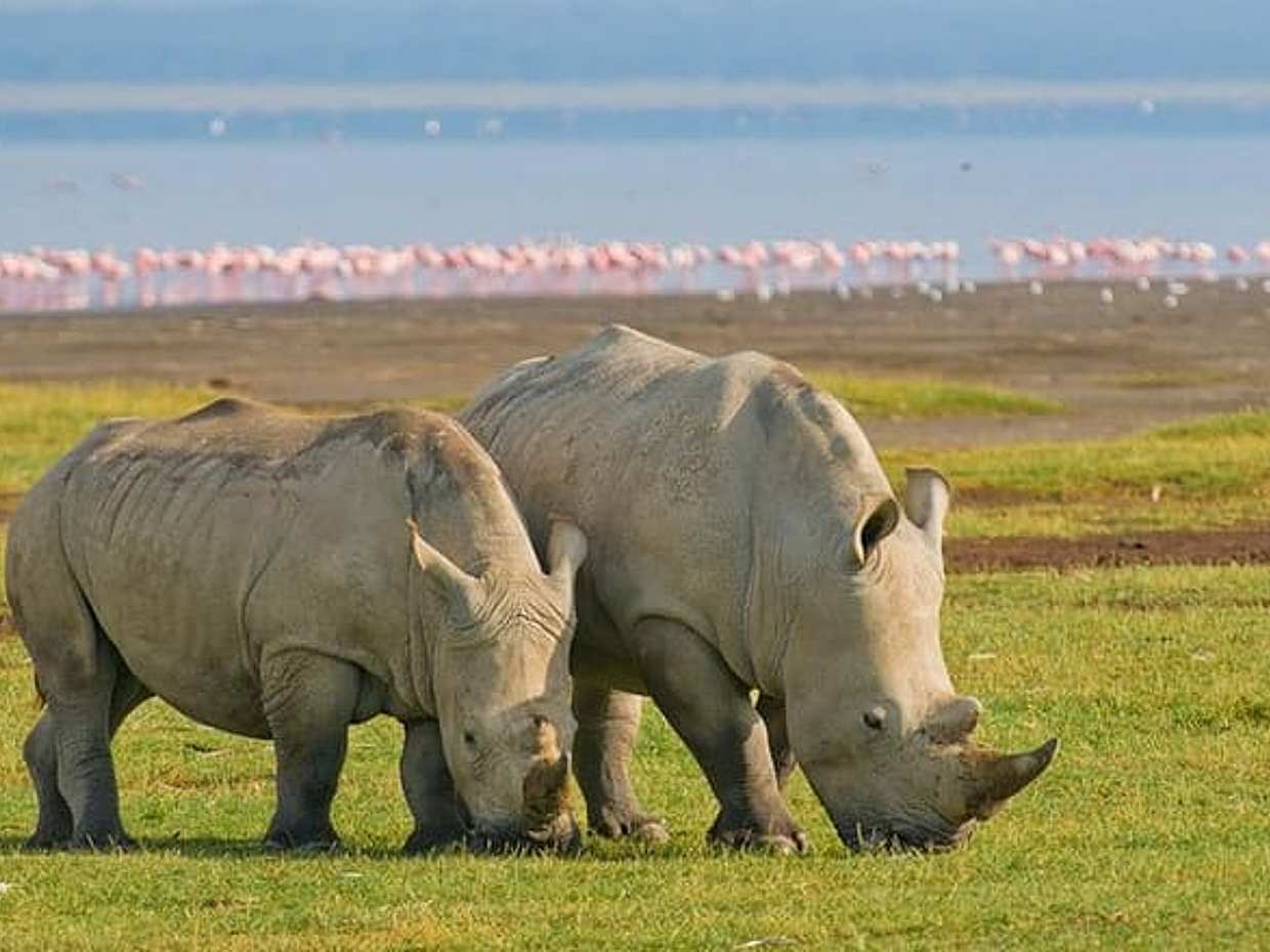 4 Days Small Group Maasai Mara and Lake Nakuru Safari, photo 3