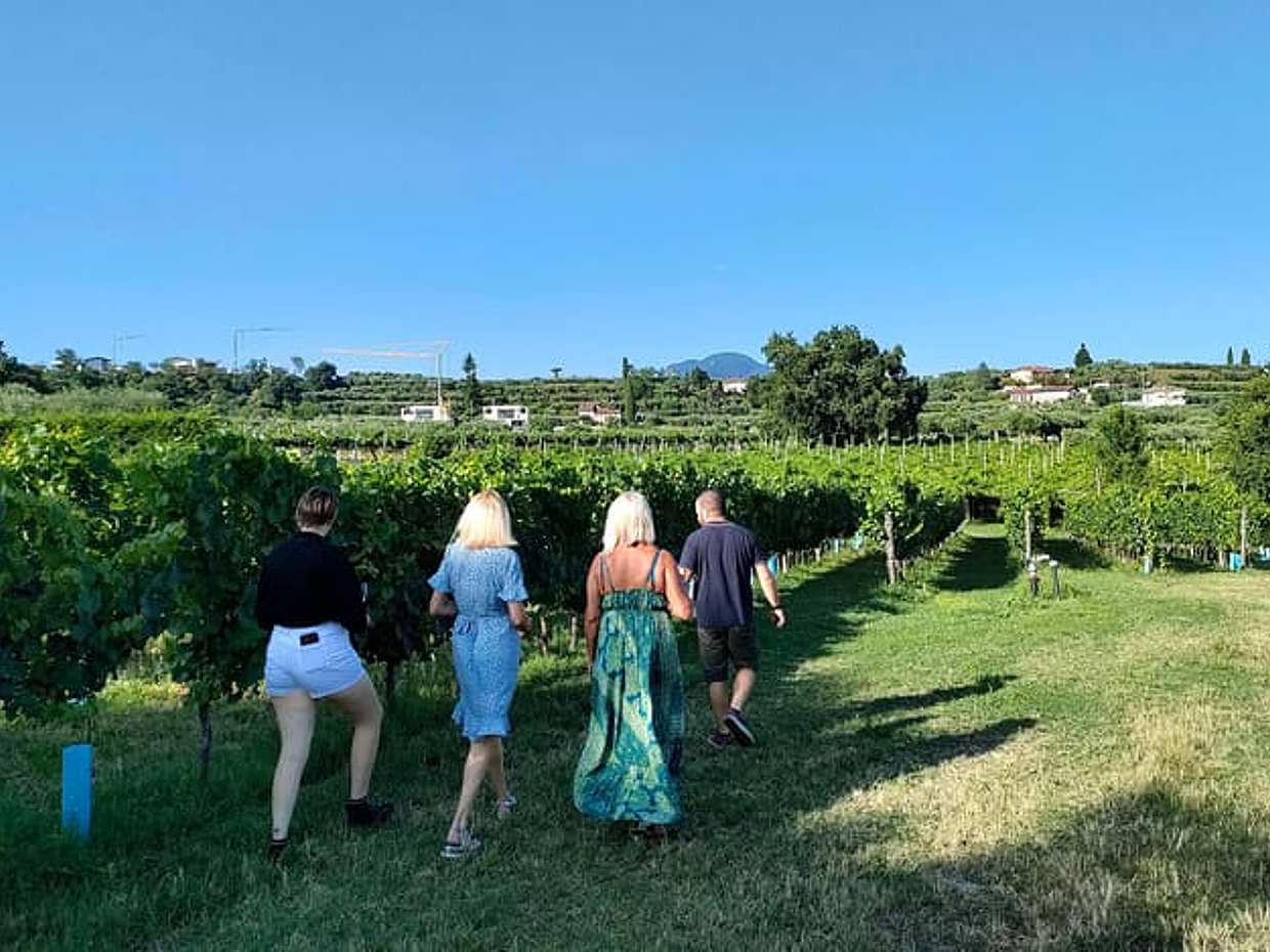 Vineyard tour and tasting of Garda Wines in Cavaion Veronese, photo 4