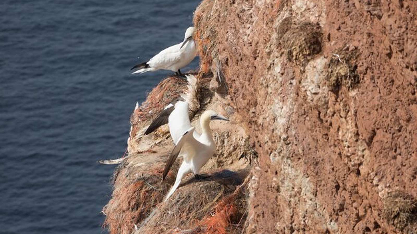Animals in Fethiye
