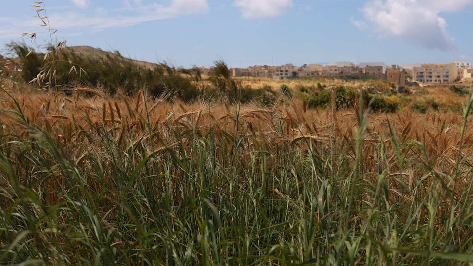 Visitas guiadas en San Pawl il-Baħar