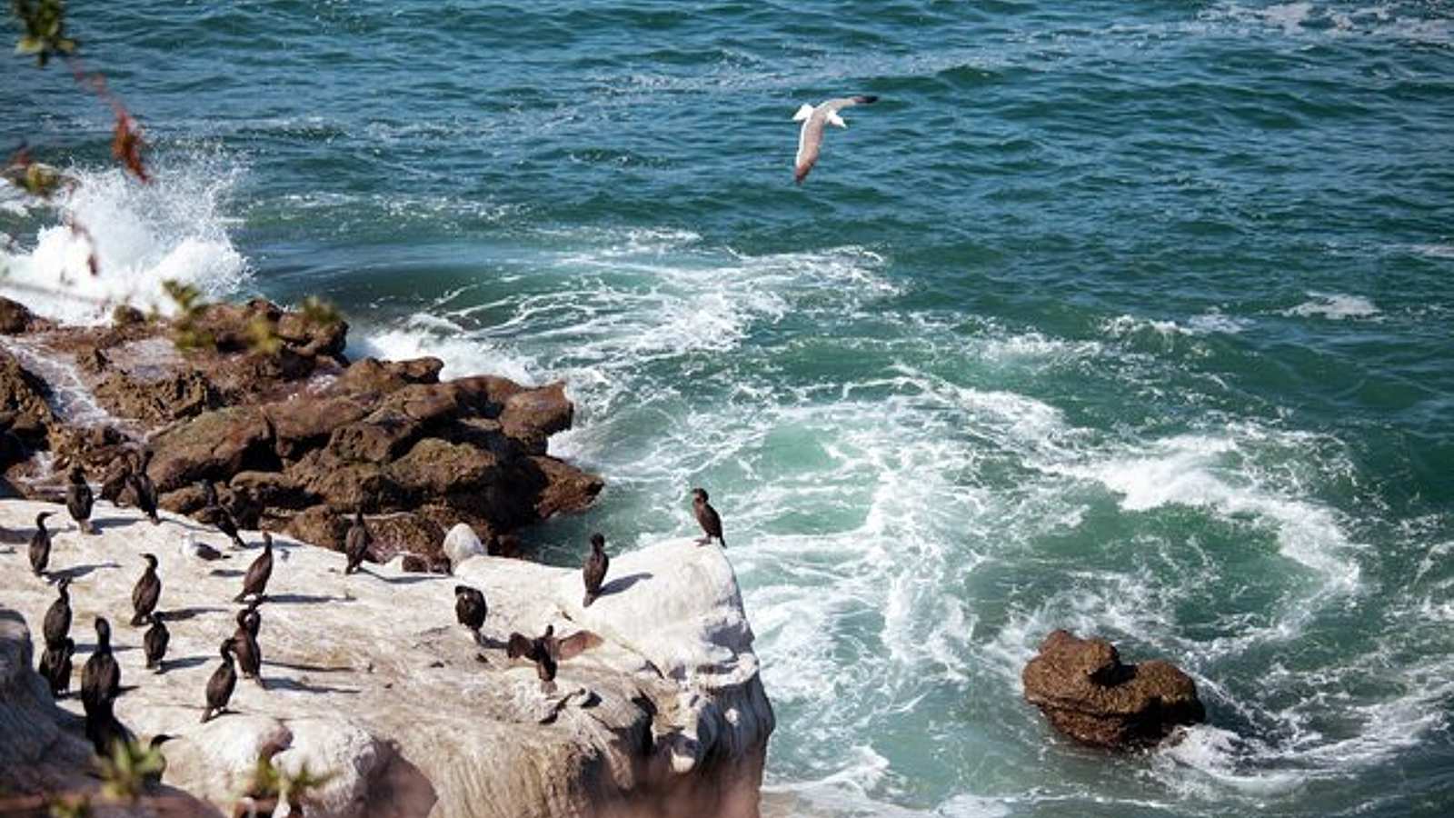 Animals in Alanya