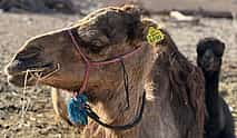 Photo 3 Private Camel Ride in Agafay Desert with Dinner Included