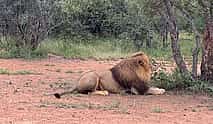 Photo 4 Walk with Lions in Johannesburg & Elephant Experience