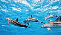 Photo 4 Dolphins/Whales Experience