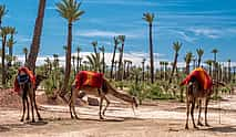 Photo 4 Private Camel Ride in Agafay Desert with Dinner Included