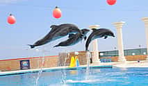 Фото 4 Dolphin Show from Alanya
