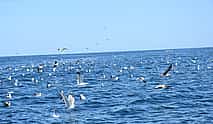 Photo 3 The World of Dolphins and Seabirds